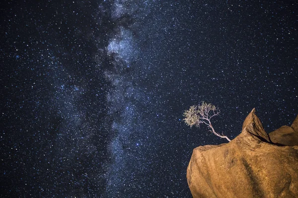 Unmöglich wachsender Baum unter Sternen — Stockfoto