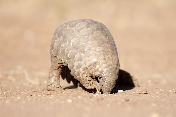 Pangolin karıncalar için arama — Stok fotoğraf