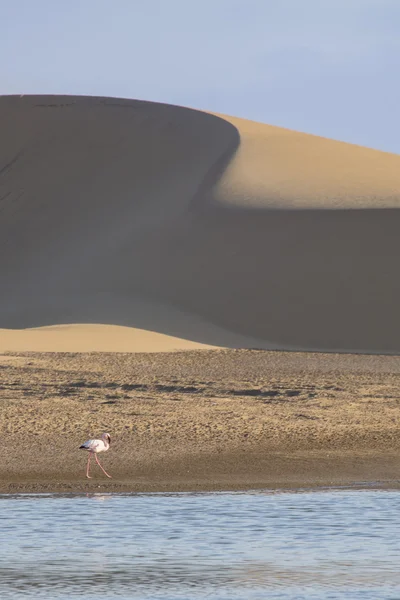 Flamingo en el humedal de Walvis Bay —  Fotos de Stock