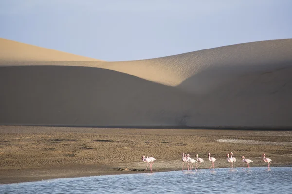 Flamingo im Feuchtgebiet der Walvisbucht — Stockfoto