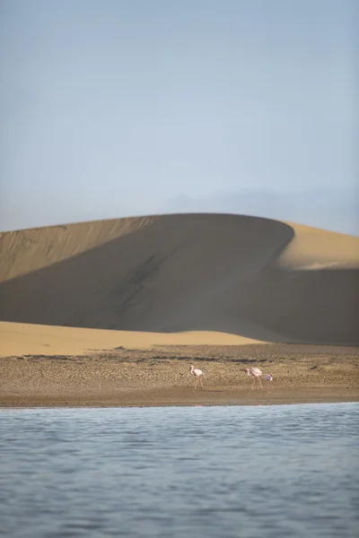 Plameňák na mokřadní Walvis Bay — Stock fotografie