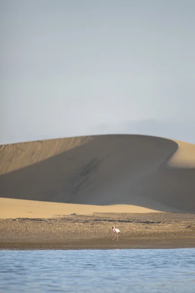 Flamingo på Walvis Bay våtmarken — Stockfoto