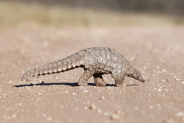 Pangolin hledání mravenci — Stock fotografie