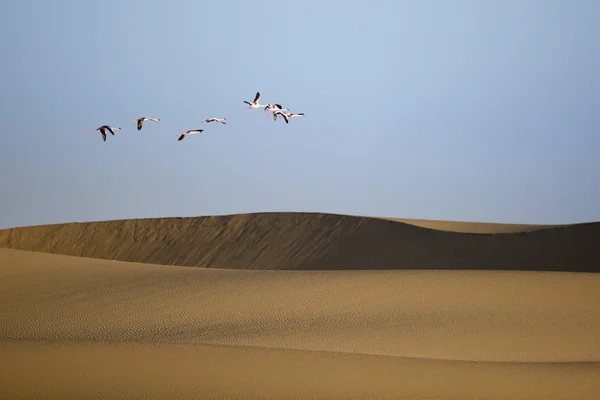 Фламинго на болоте Уолвиса — стоковое фото