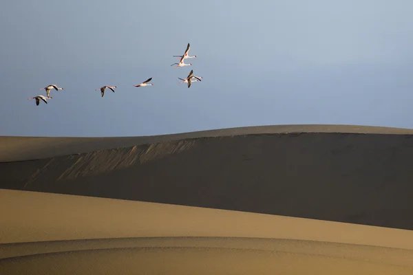 Flamingo w podmokłych Walvis Bay — Zdjęcie stockowe