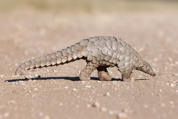 Pangolin hledání mravenci — Stock fotografie