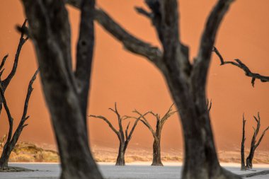Dead Camel Thorn Trees in Deadvlei, Namibia. clipart