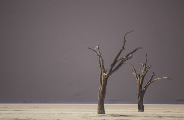 Ölü deve diken ağaçlar Deadvlei, Namibia.