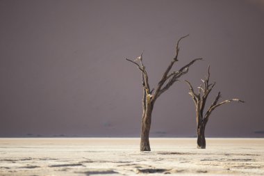 Ölü deve diken ağaçlar Deadvlei, Namibia.
