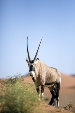 Gemsbok kum tepeleri içinde