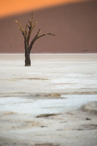 Döda kamel Thorn träd i Deadvlei, Namibia. — Stockfoto
