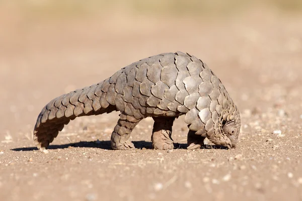 Pangolin karıncalar için arama
