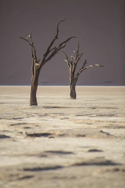 Νεκρός καμήλα αγκάθι δέντρα στη Deadvlei, Ναμίμπια. — Φωτογραφία Αρχείου