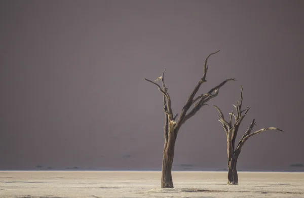 Martwego wielbłąda Thorn drzew w Deadvlei, Namibia. — Zdjęcie stockowe