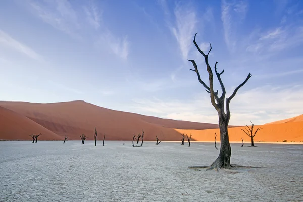 Martwego wielbłąda Thorn drzew w Deadvlei, Namibia. — Zdjęcie stockowe