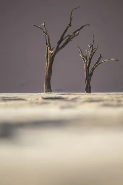 Ölü deve diken ağaçlar Deadvlei, Namibia. — Stok fotoğraf