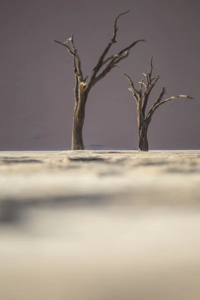 Döda kamel Thorn träd i Deadvlei, Namibia. — Stockfoto