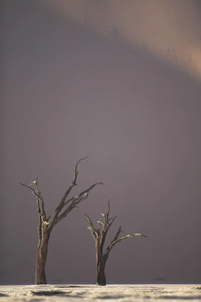 Dead Camel Thorn Trees in Deadvlei, Namíbia . — Fotografia de Stock