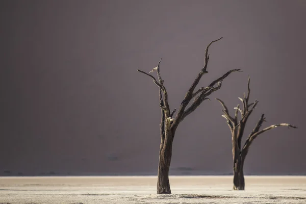 Νεκρός καμήλα αγκάθι δέντρα στη Deadvlei, Ναμίμπια. — Φωτογραφία Αρχείου