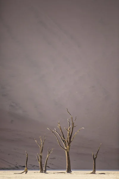 Deadvlei, 나미비아에서 죽은 낙 타 가시 나무. — 스톡 사진