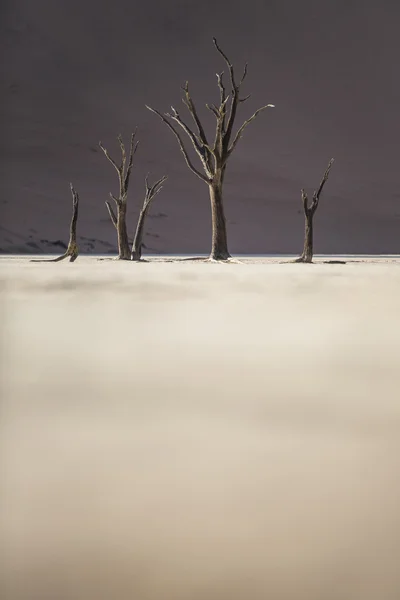 Martwego wielbłąda Thorn drzew w Deadvlei, Namibia. — Zdjęcie stockowe