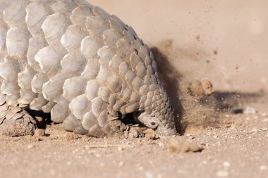 Pangolin karıncalar için arıyorsunuz