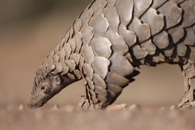 Pangolin karıncalar için arama