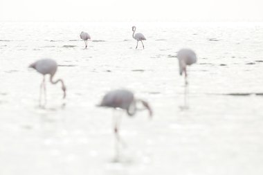 Flamingo'da Walvis Bay sulak