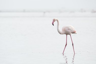Flamingo'da Walvis Bay sulak
