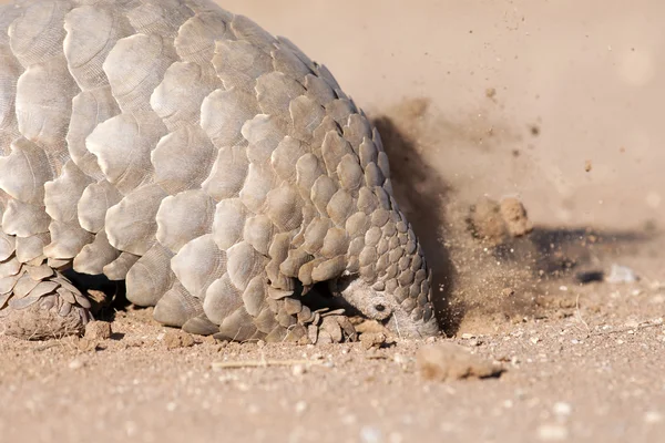 Pangolin karıncalar için arıyorsunuz — Stok fotoğraf