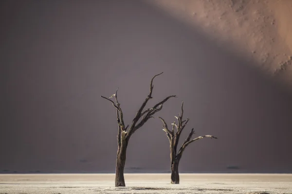 Deadvlei、ナミビアで死んだ木 — ストック写真