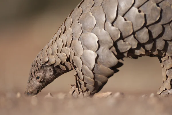 Pangolín buscando hormigas — Foto de Stock