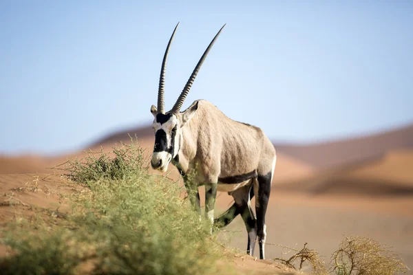 Gemsbok che pascola su impianto — Foto Stock