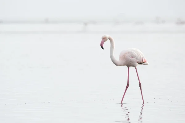 Flamingo im Feuchtgebiet der Walvisbucht — Stockfoto