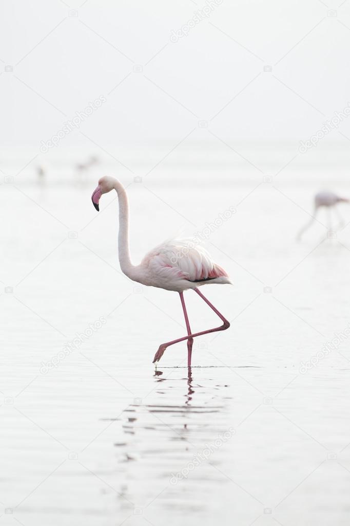 Flamingo at the Walvis Bay wetland