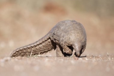 Pangolin karıncalar için arama