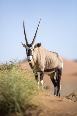 Gemsbok bir kumul üzerinde otlatma