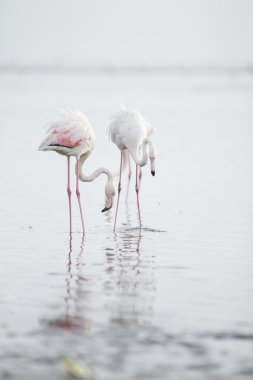 Flamingo'da Walvis Bay sulak