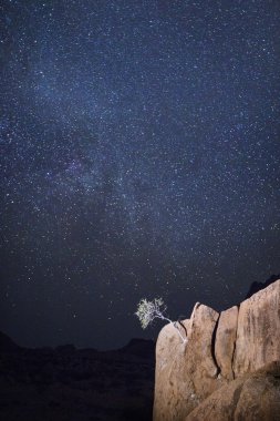 Namibya gizli ağaç