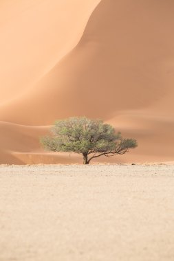 Dead trees in Deadvlei, Namibia clipart