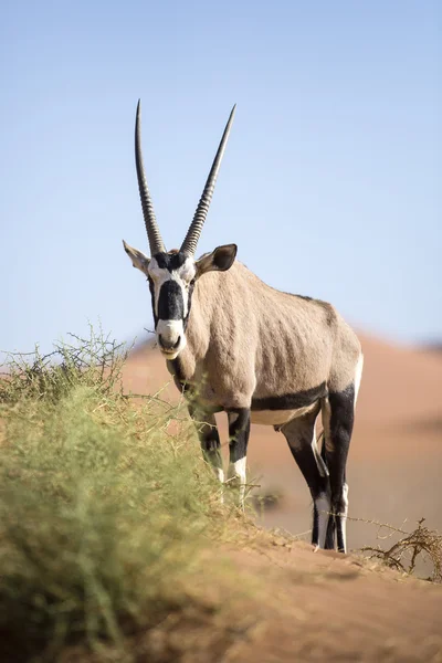 长角羚放牧对沙丘 — 图库照片
