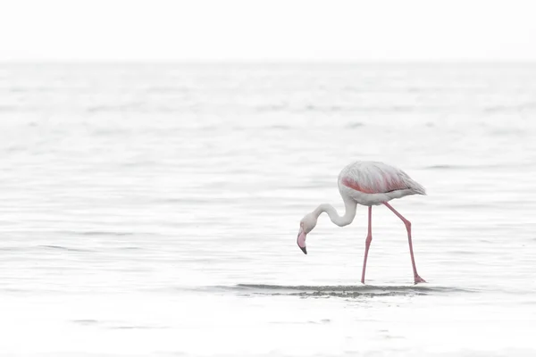 Flamingo di tanah basah Walvis Bay — Stok Foto