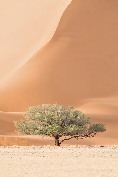 Dode bomen in deadvlei, Namibië — Stockfoto