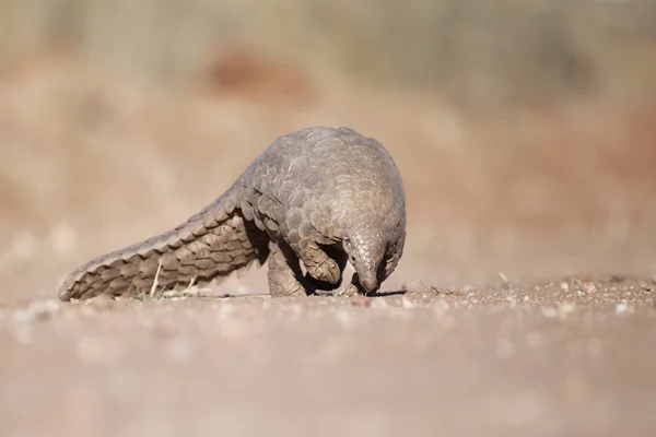 Pangolin searching for ants — Stock Photo, Image