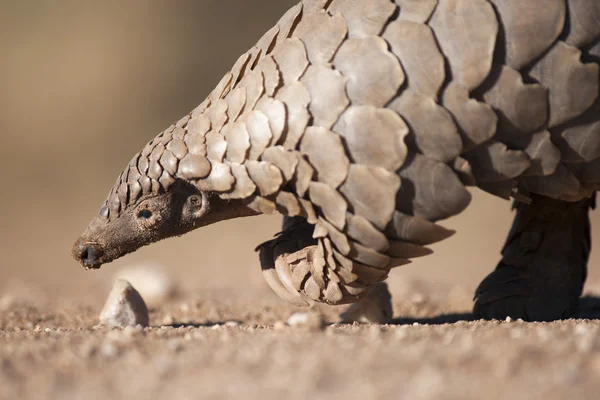 Pangolín buscando hormigas — Foto de Stock