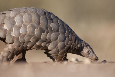 Pangolin karıncalar için arama