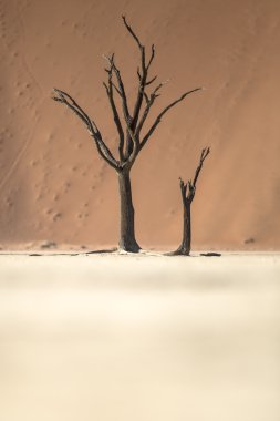 deadvlei, Namibya, ölü ağaçlar.