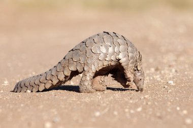 Pangolin karıncalar için arama