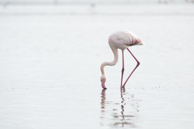 Flamingo'da Walvis Bay sulak