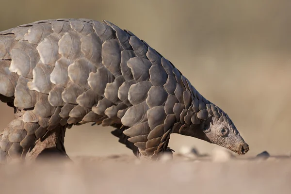 Pangolin hledání mravenci — Stock fotografie